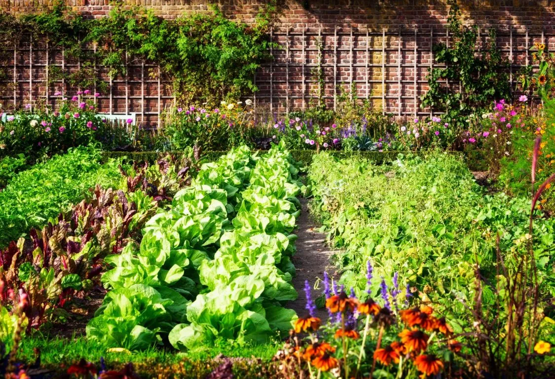 how to start a vegetable garden