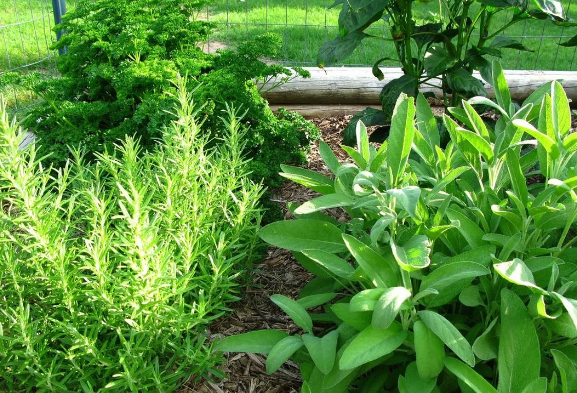 Growing Common Herbs