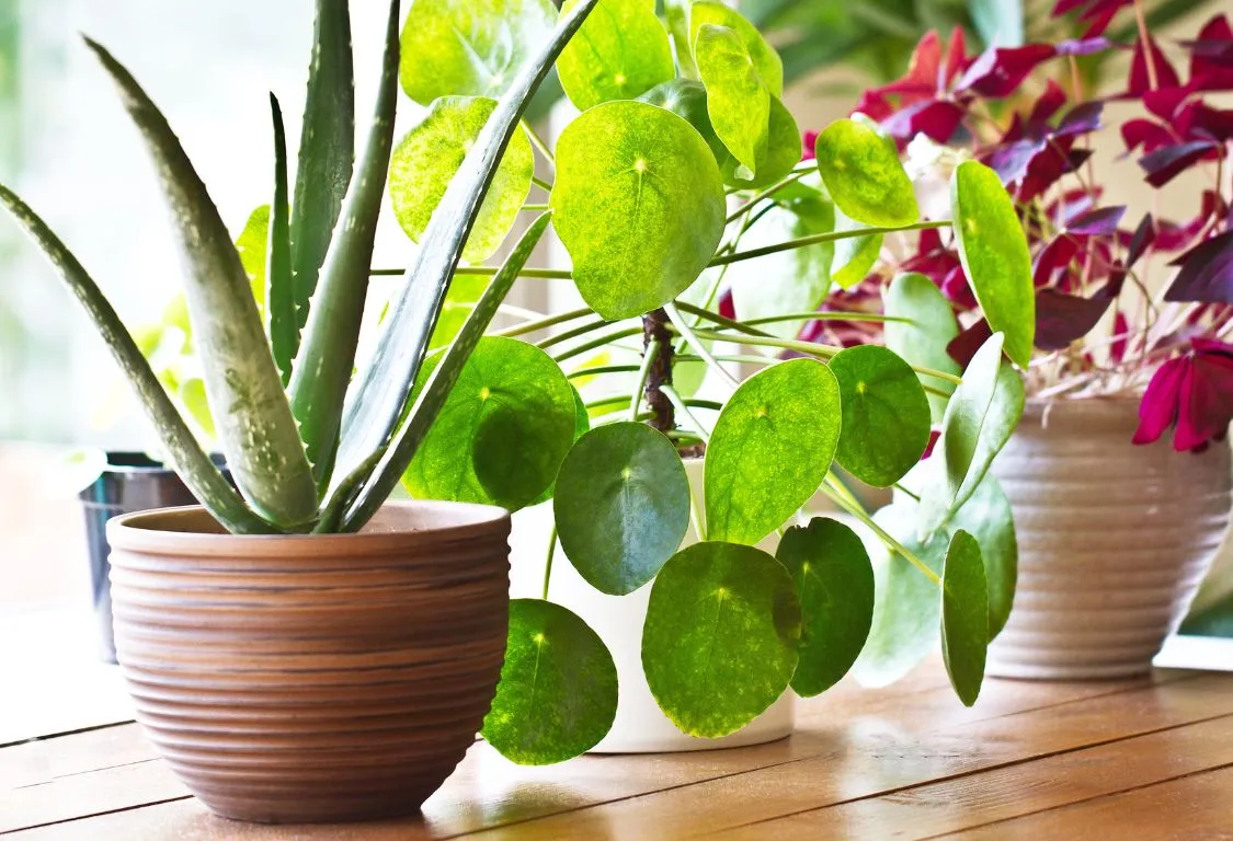 Low light indoor plants