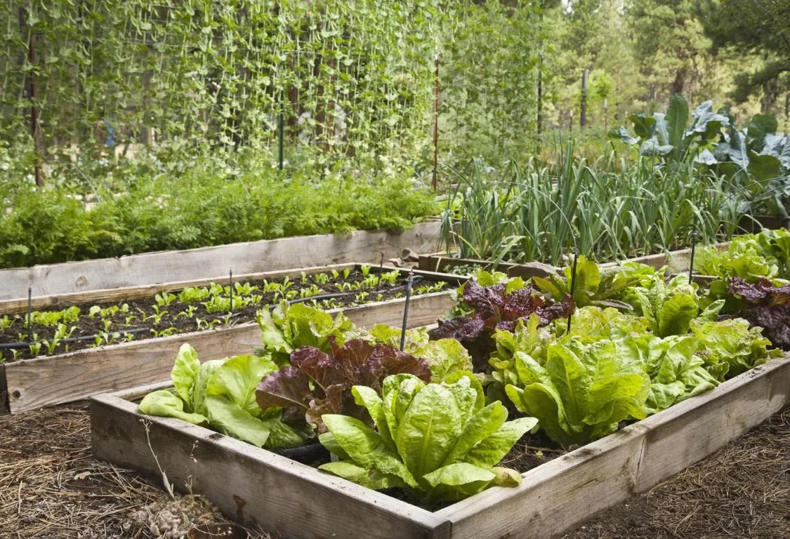 Vegetable Garden