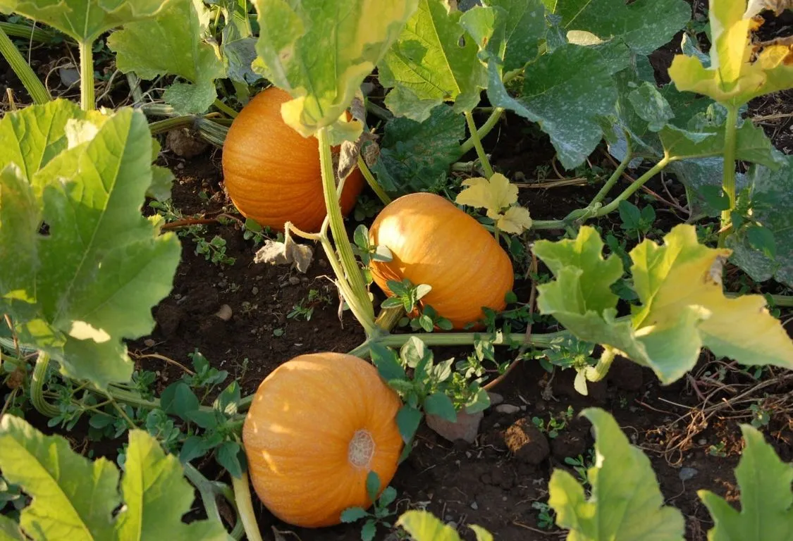 growing pumpkin plants