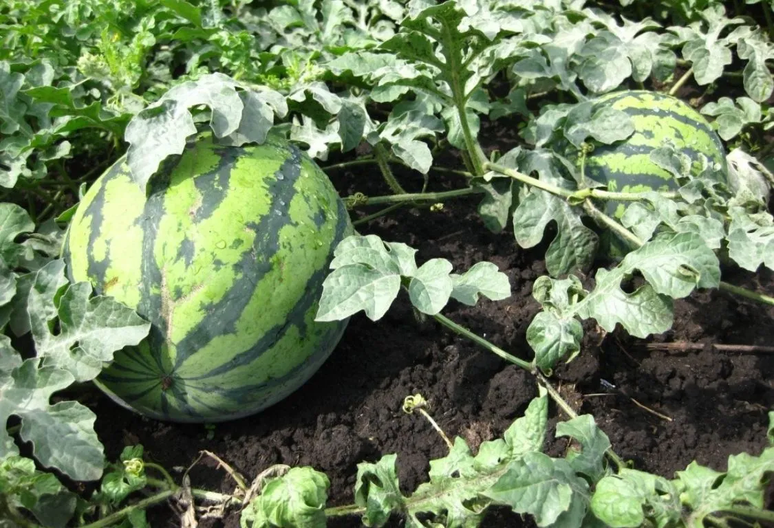 planting watermelon