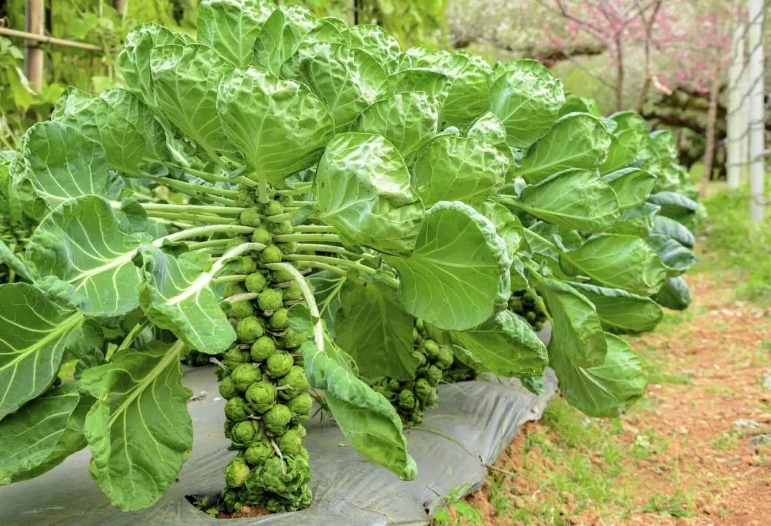 Brussel sprout plant