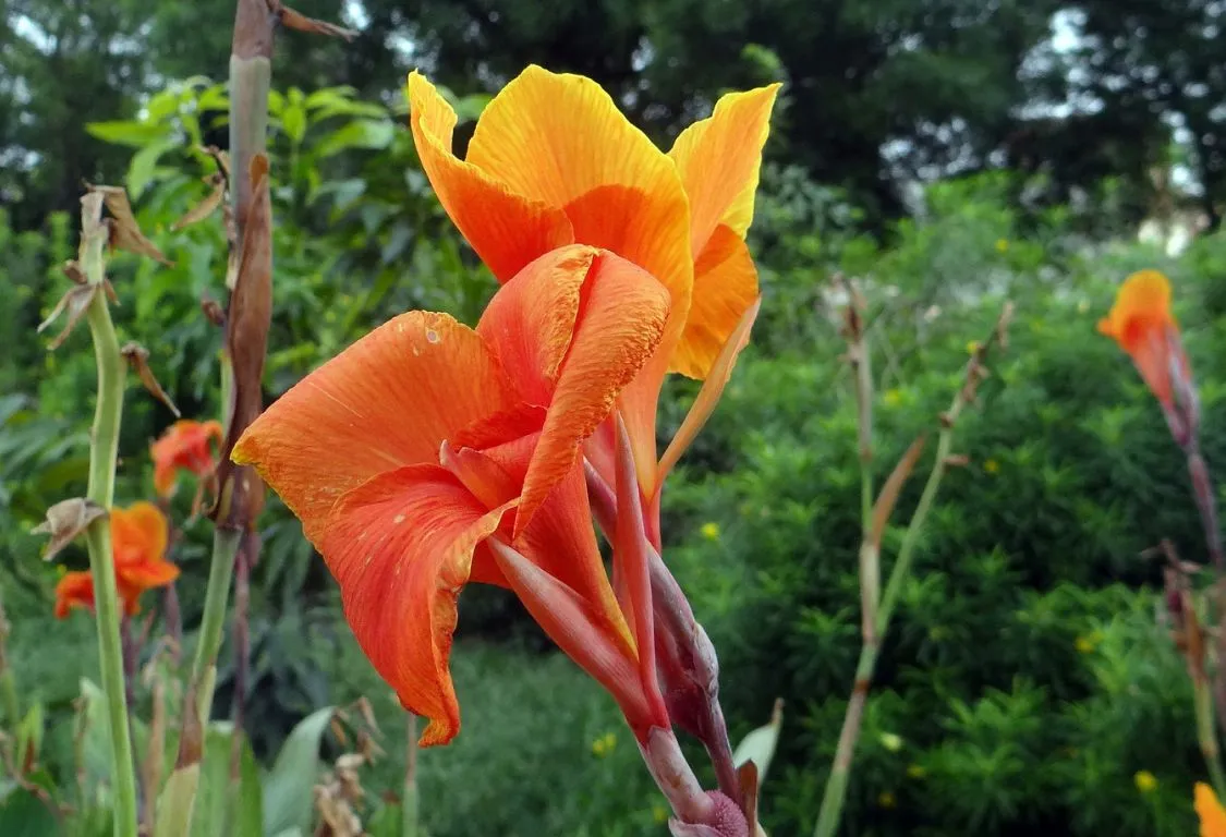 Canna lily plants