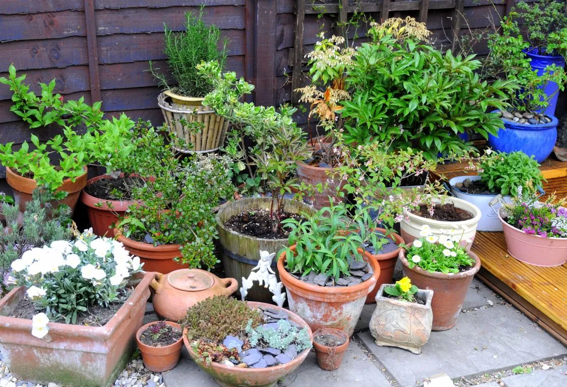 Best containers for gardening