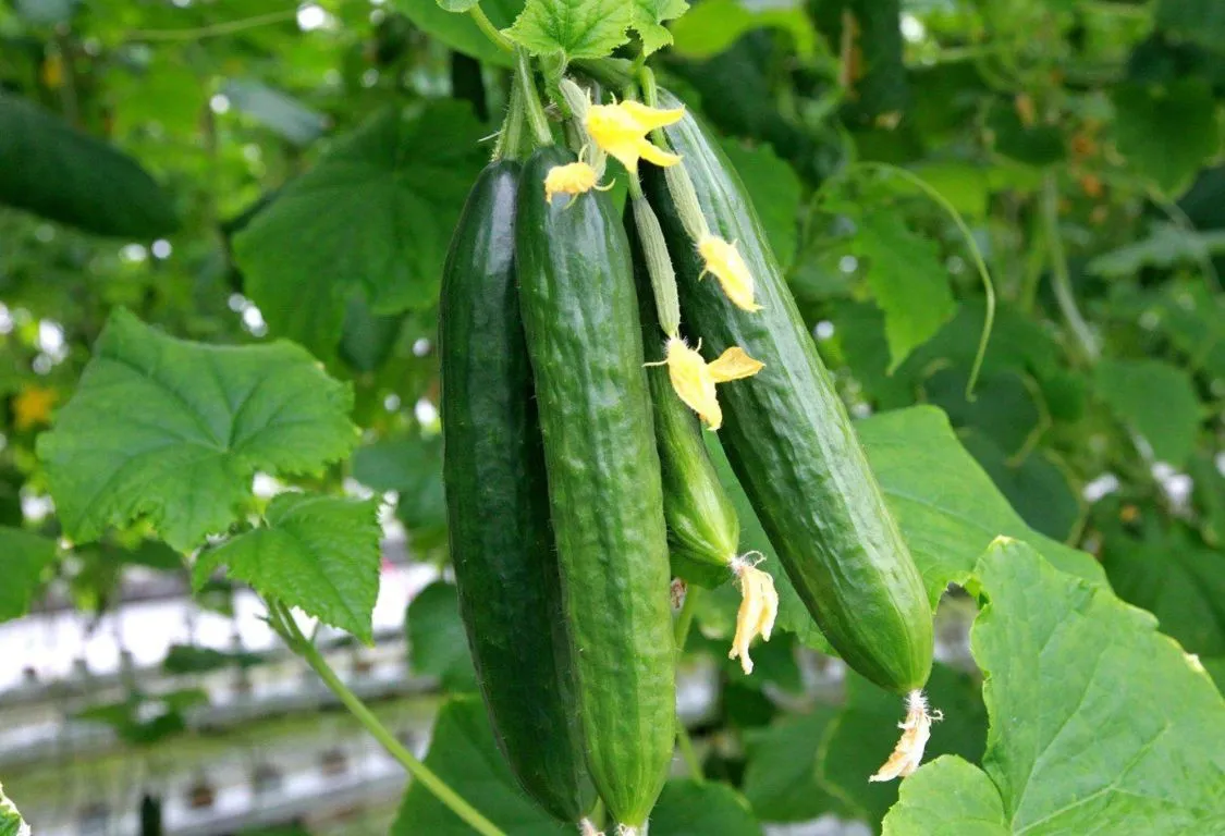 growing cucumber plants