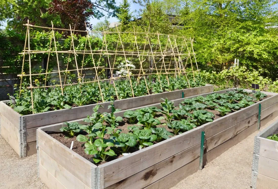 raised bed gardening