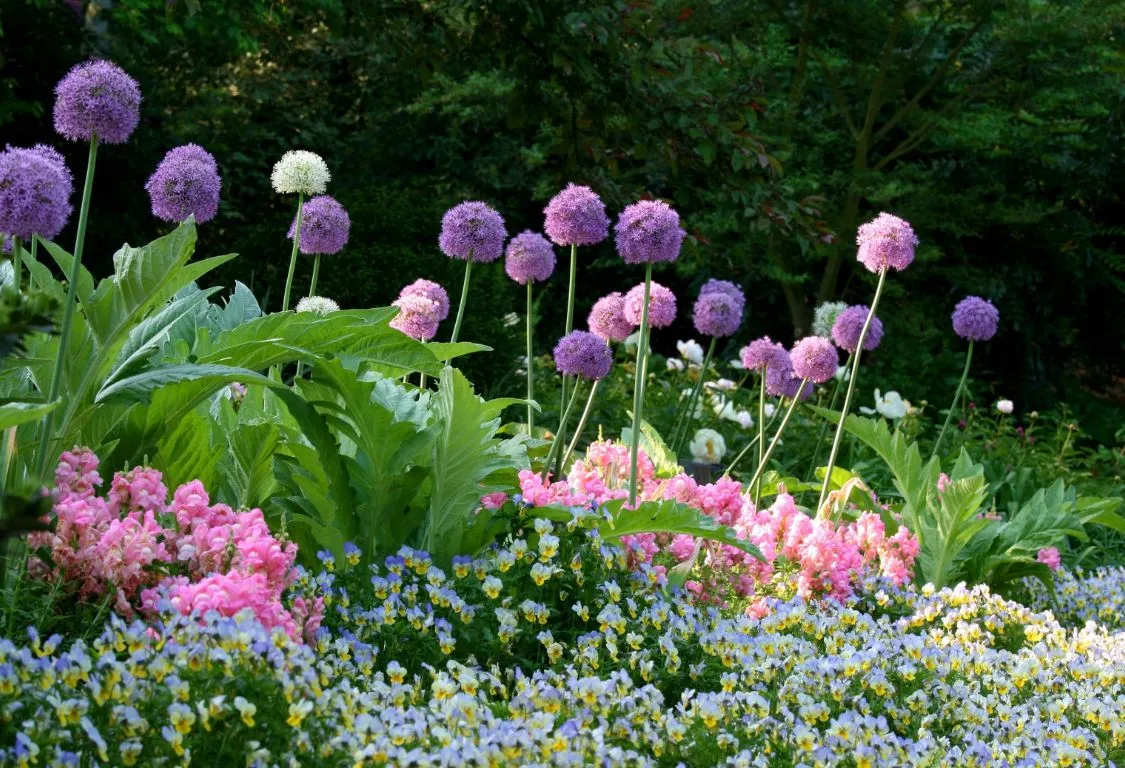 Perennial flowers for garden