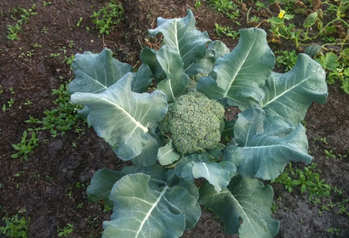 Growing broccoli