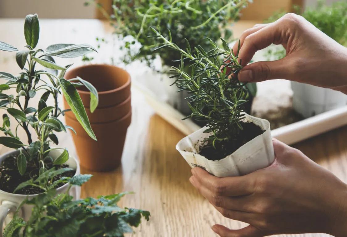 grow herbs indoors