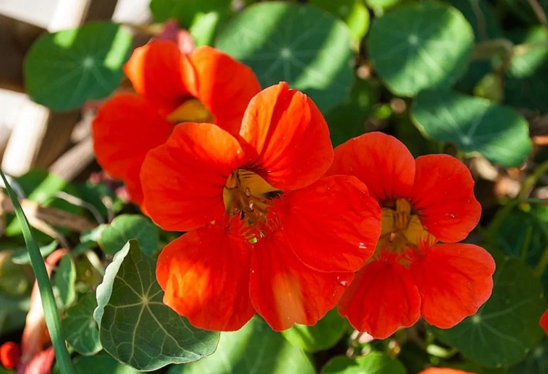 Nasturtiums