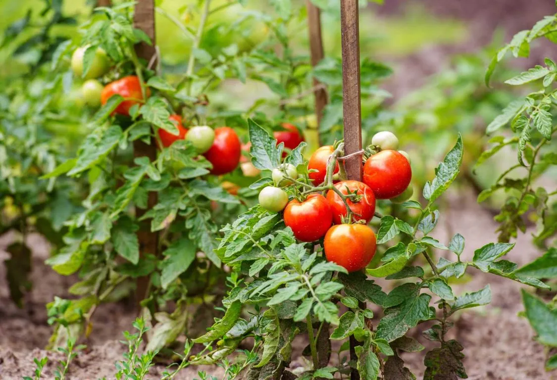 Tomato plant care