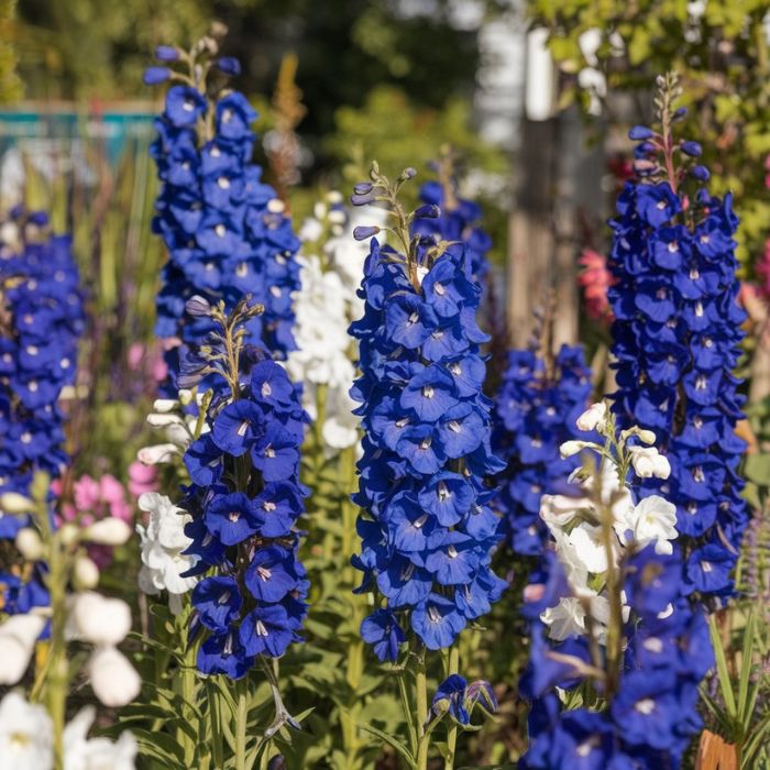 Growing delphiniums