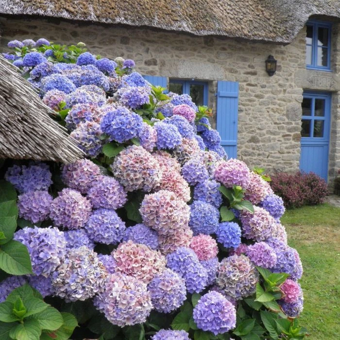 hydrangeas