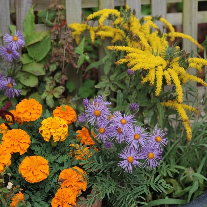 October flowers