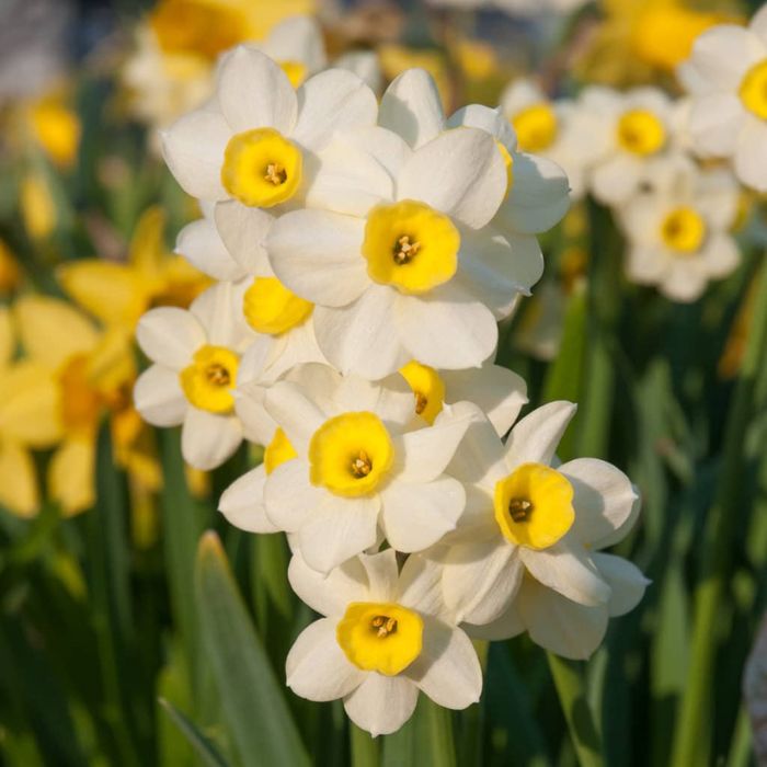 Daffodil bulbs