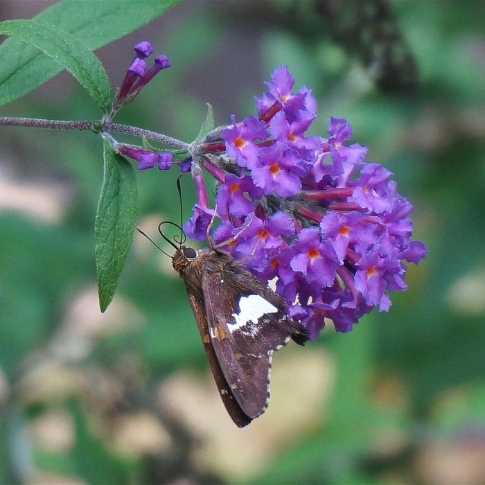 Butterfly Bush