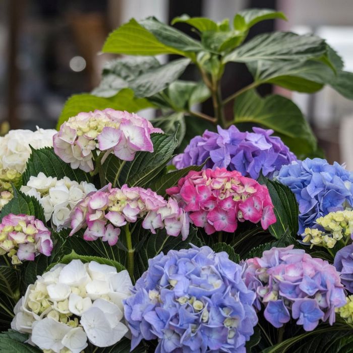 Types of hydrangeas