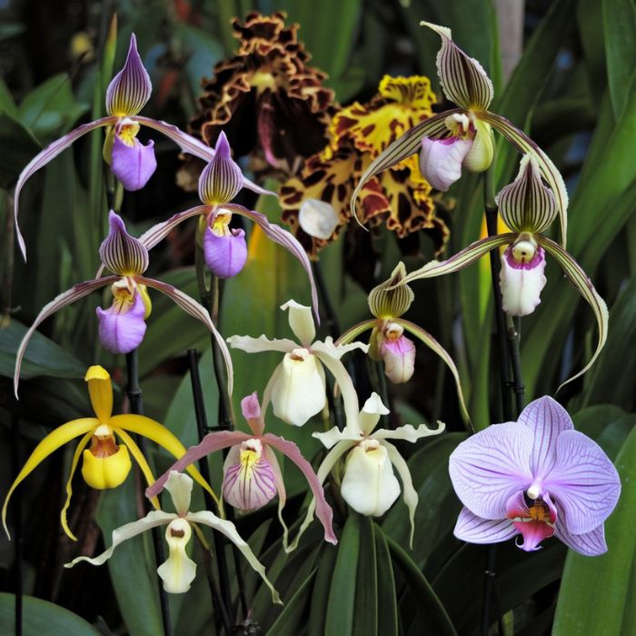 Types of orchids