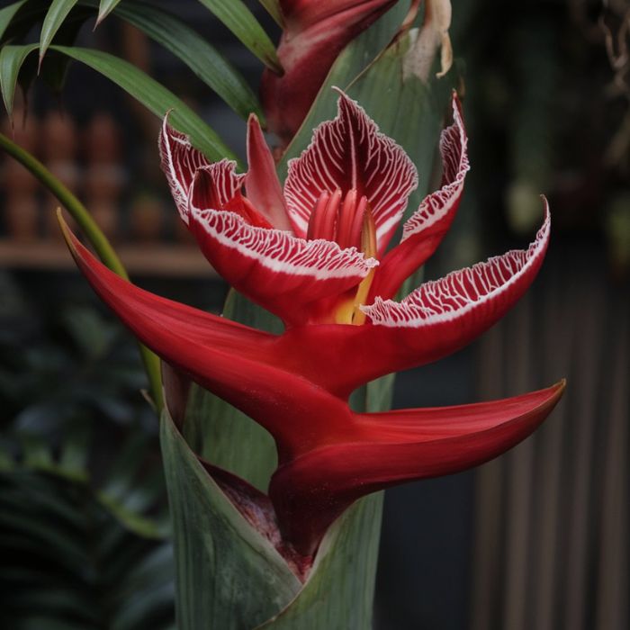 Rare tropical flowers