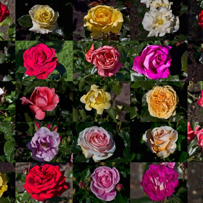 Types of Roses