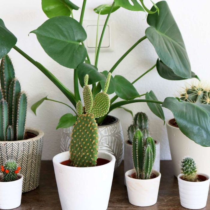 types of cactus plants