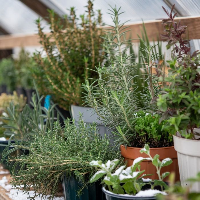 Overwinter Herbs