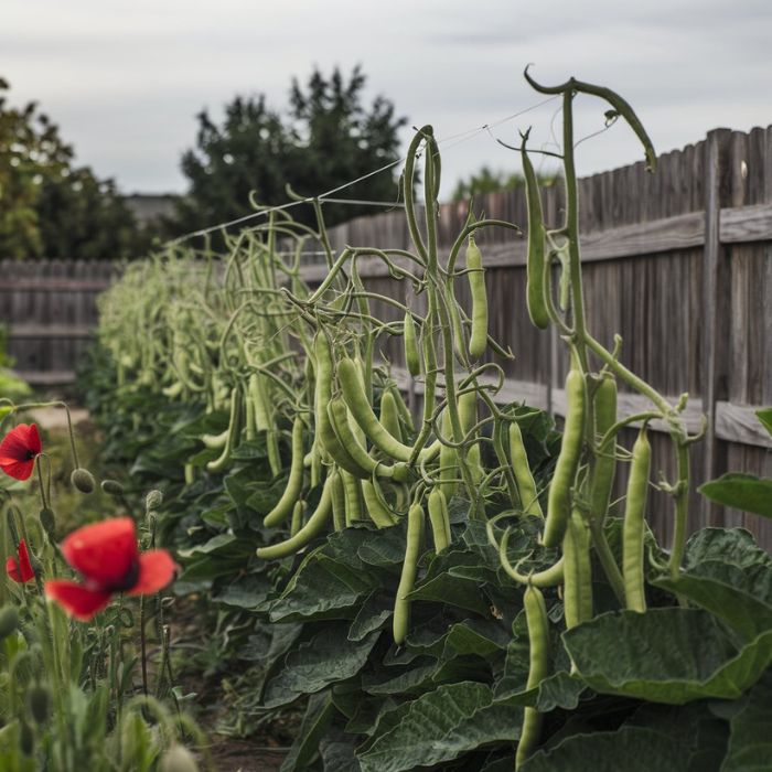 How to grow beans