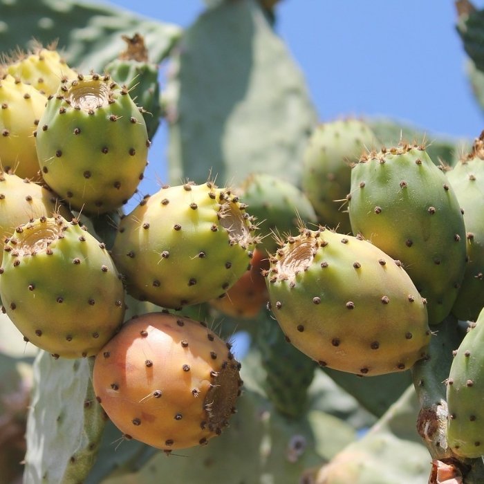 Prickly Pear