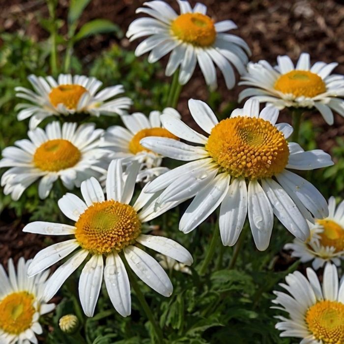 Shasta Daisy Alaska