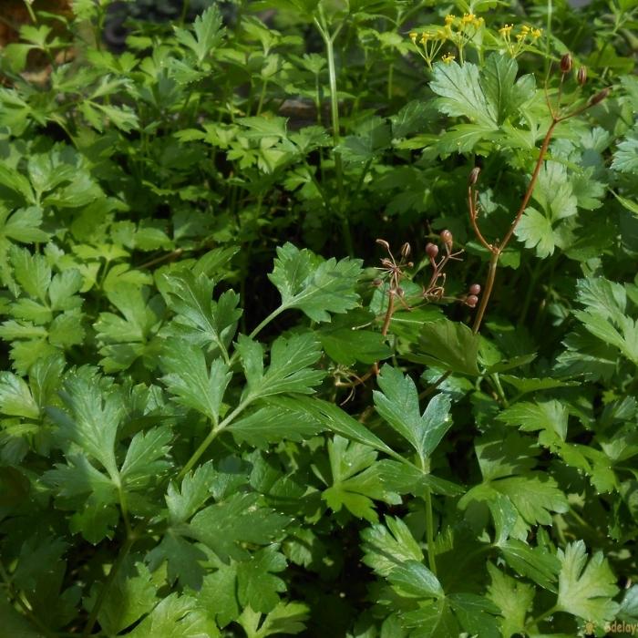 grow parsley