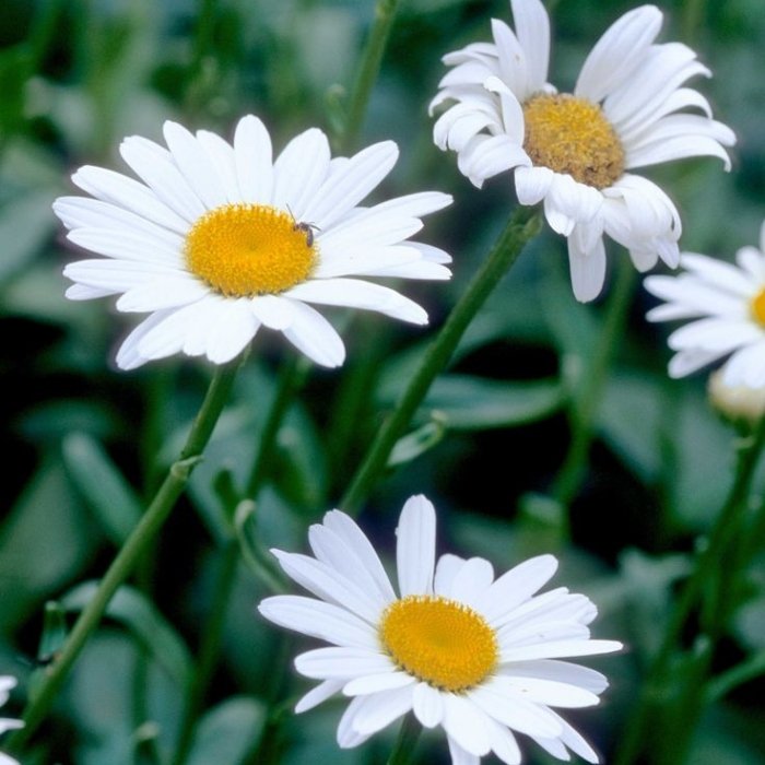 Becky Shasta Daisy Plant