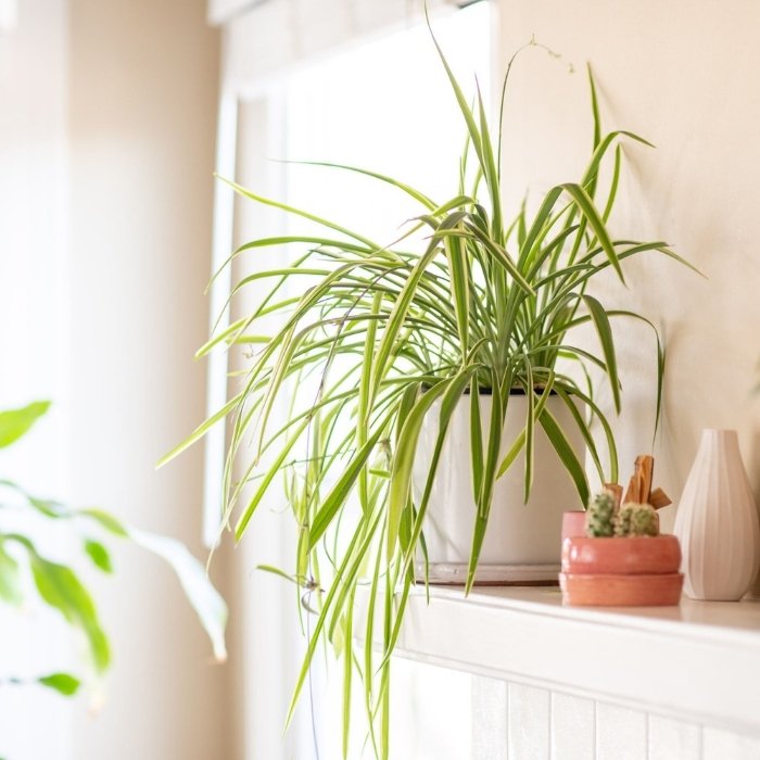 Spider plant care