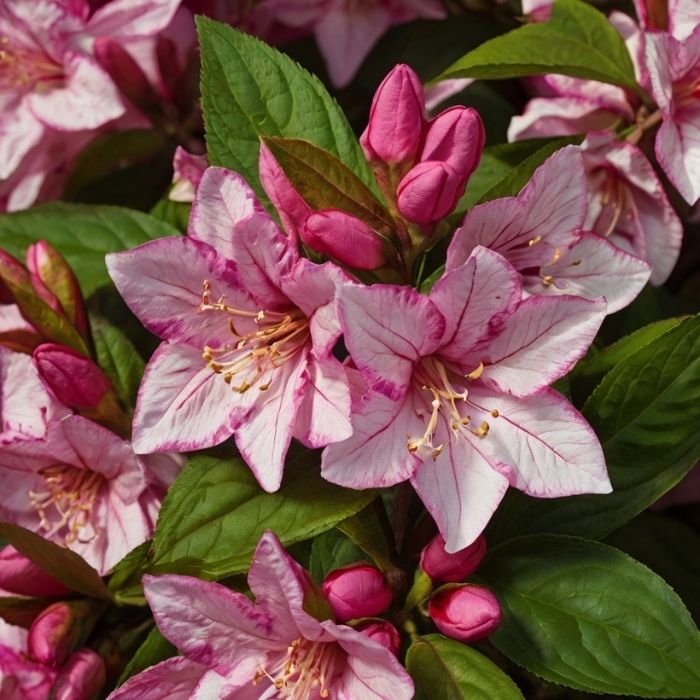 Weigela shrubs