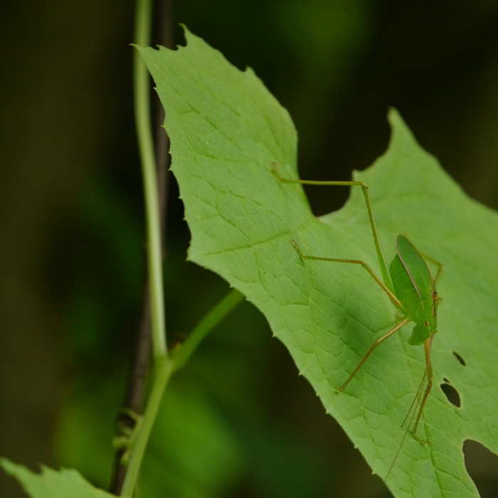 Katydids