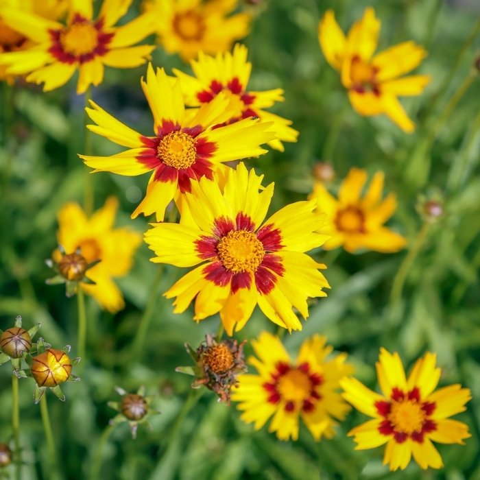 Coreopsis