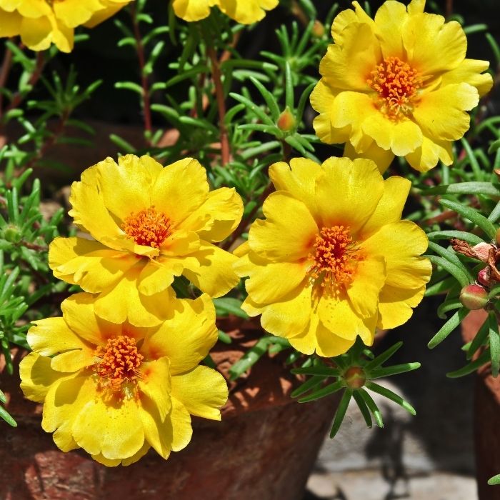 Portulaca