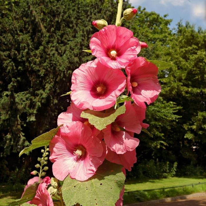 Hollyhocks