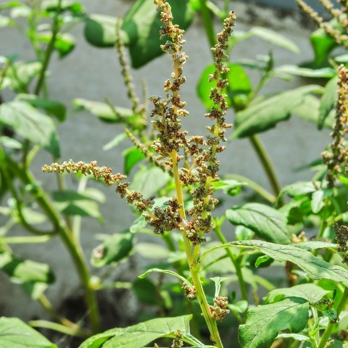 Amaranthus Viridis