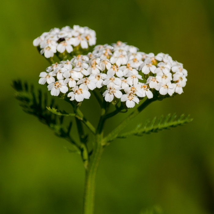 Yarrow