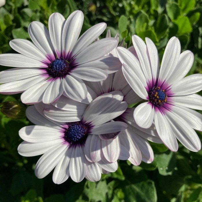 Osteospermum