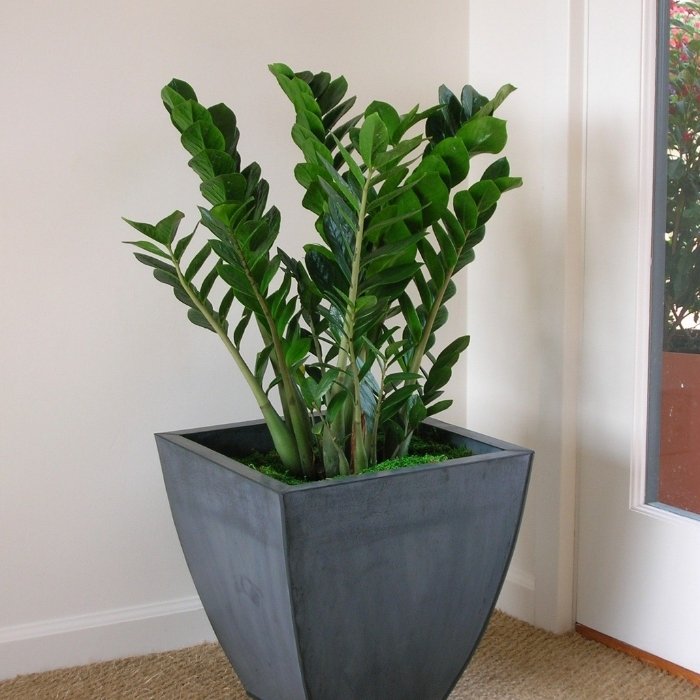 Zamioculcas care