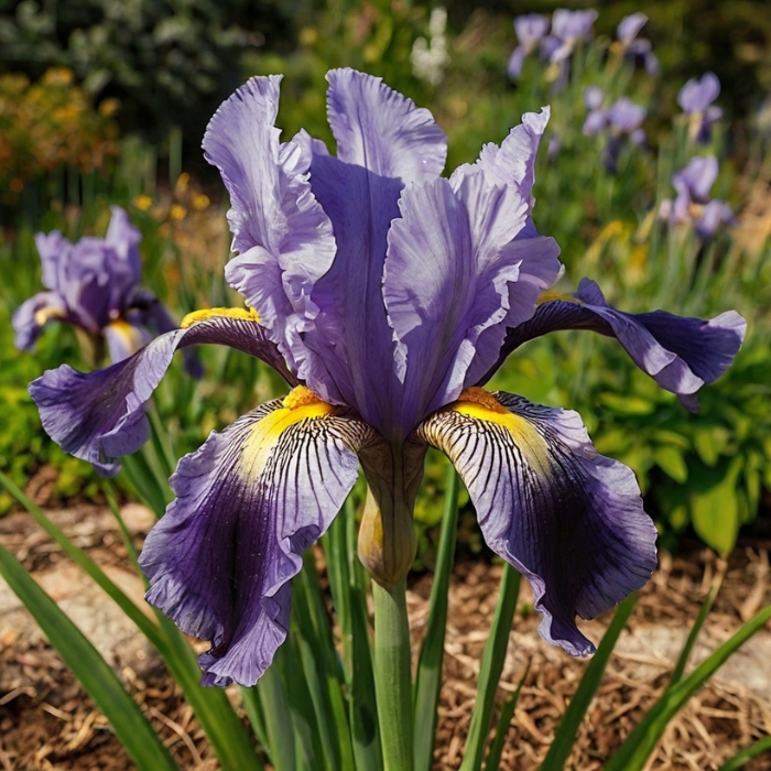 Algerian Iris