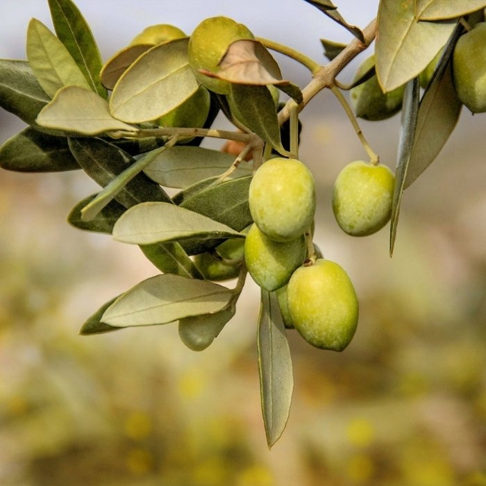 Olive Trees