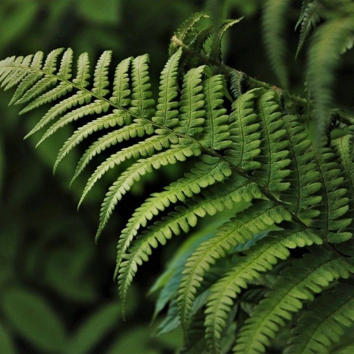 grow ferns