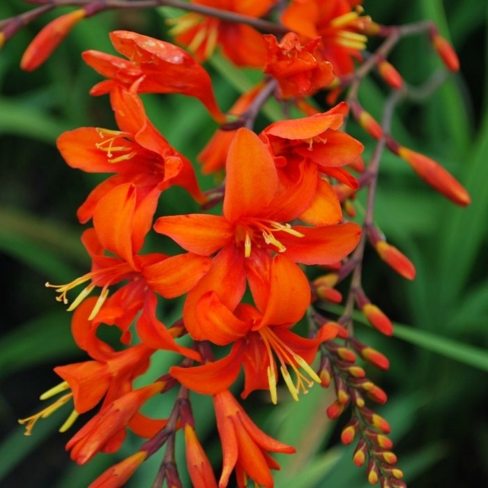 Crocosmia