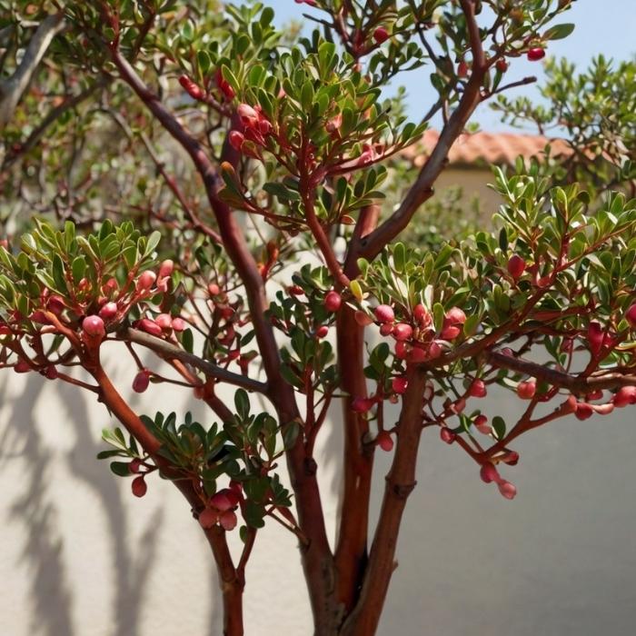 Manzanita