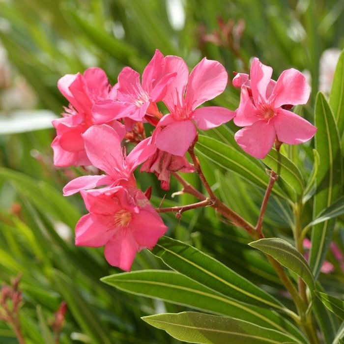 Oleander Plant