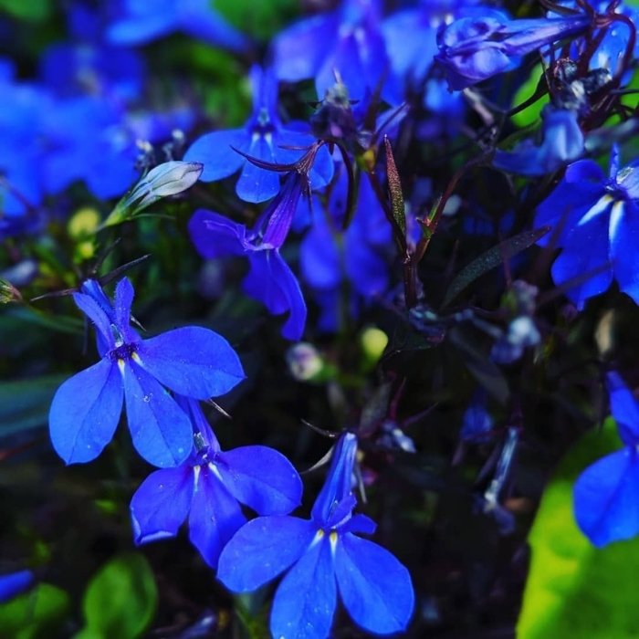 Lobelia Growing