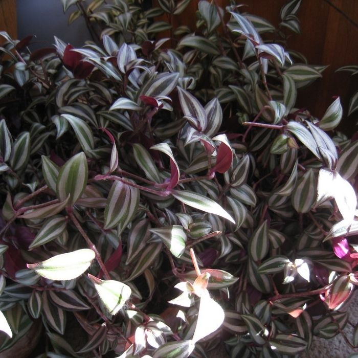 Tradescantia Zebrina care